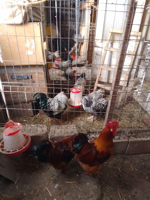 Vând cocoși diferite rase.