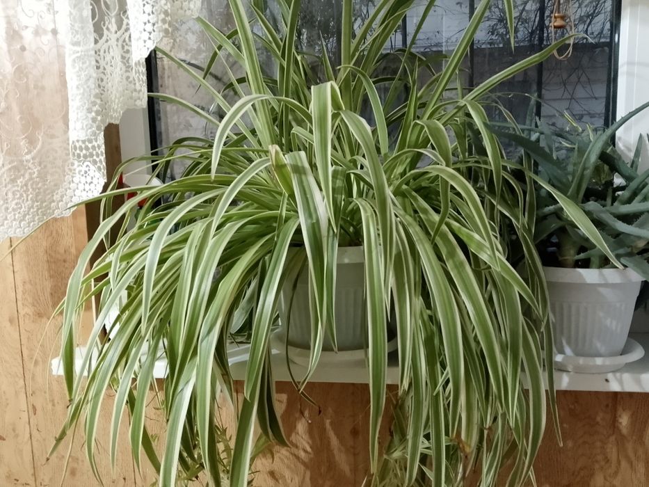 Продам комнатное растение