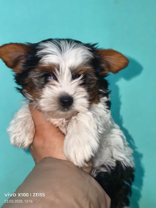 Очаровательные щенки бивера.