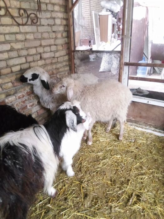 Коракулок модакуйсотилади