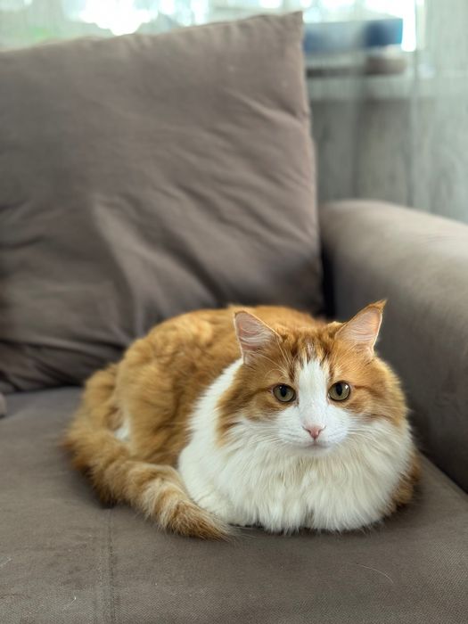 Отдам кота в добрый руки