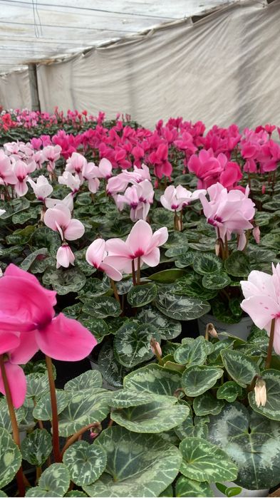 Flori perioada 14-8 februarie