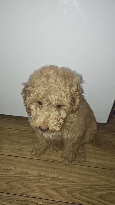 Мини пудел (той) момче