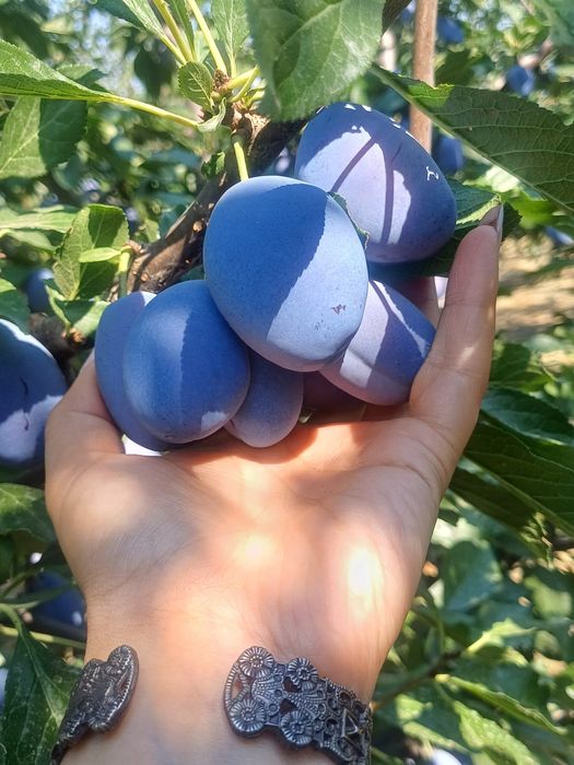 Prune de vanzare STANLEY