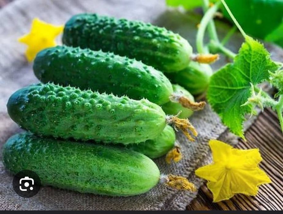 Продам домашнии огурцы