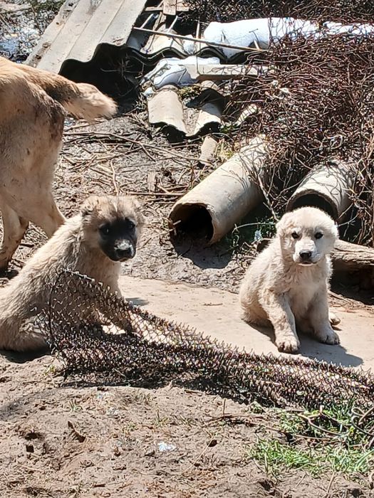 2 еркек күшік сатылады