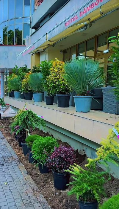 Plante ornamentale de diferite specii și dimensiuni, livrate gratuit în toată România. Aceste plante sunt sănătoase și viguroase