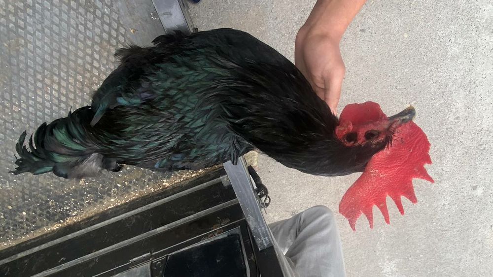 Qora Shaxzoda gigant joja horoz sotiladi