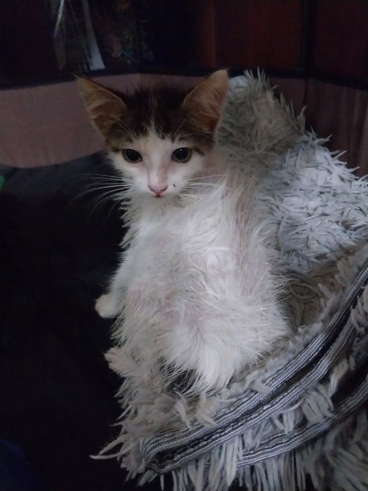 Котенок мальчик 1 месяц