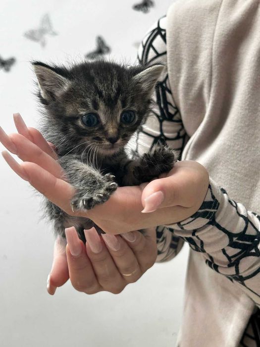 В добрые руки котят