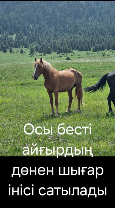 Продам жеребец, лошадь, айғыр, ат.