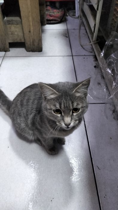 Кошка домашная серая