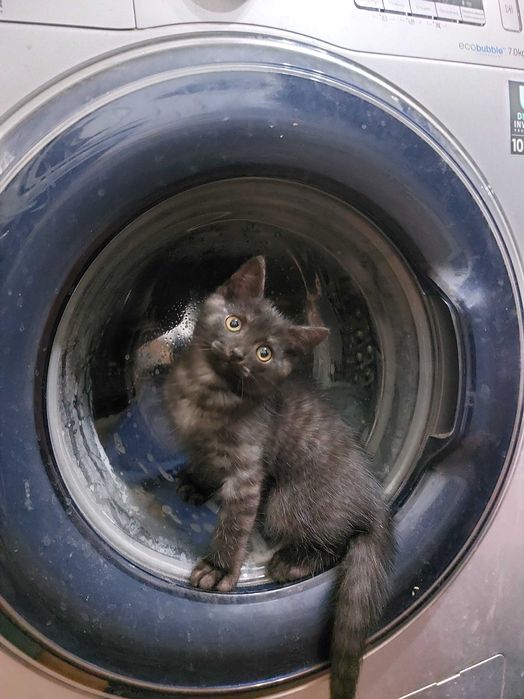 Отдам кота в добрые руки