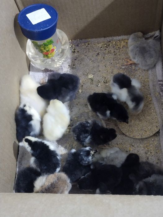 Продам Инкубатор и цыплят