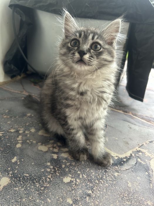 Отдам котенка в хорошие руки
