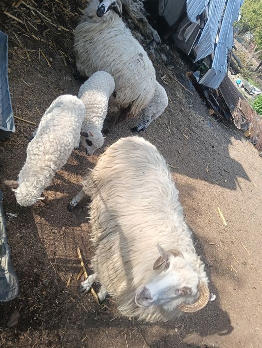 Două oi țurcane și doi berbecuți