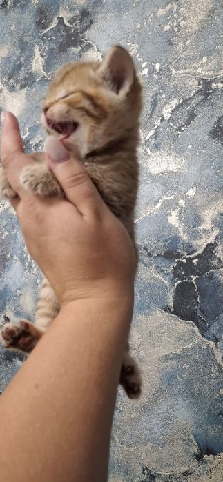 Скоттиш страйт котята