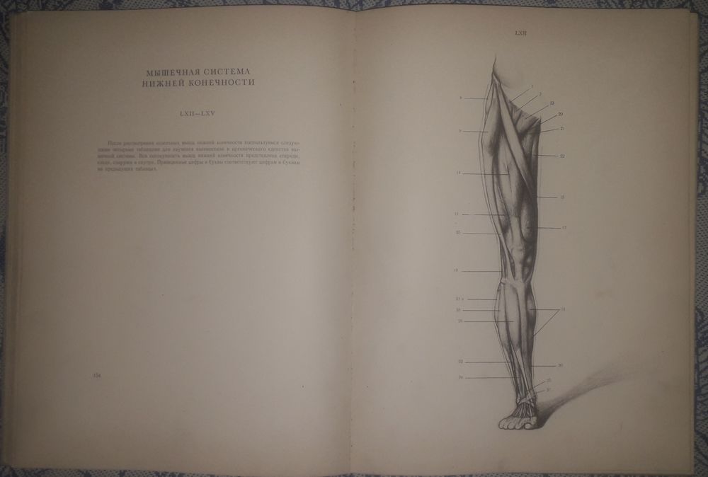 1) Йене Барчаи: анатомия для художников. 2) Пластическая анатомия т.2.