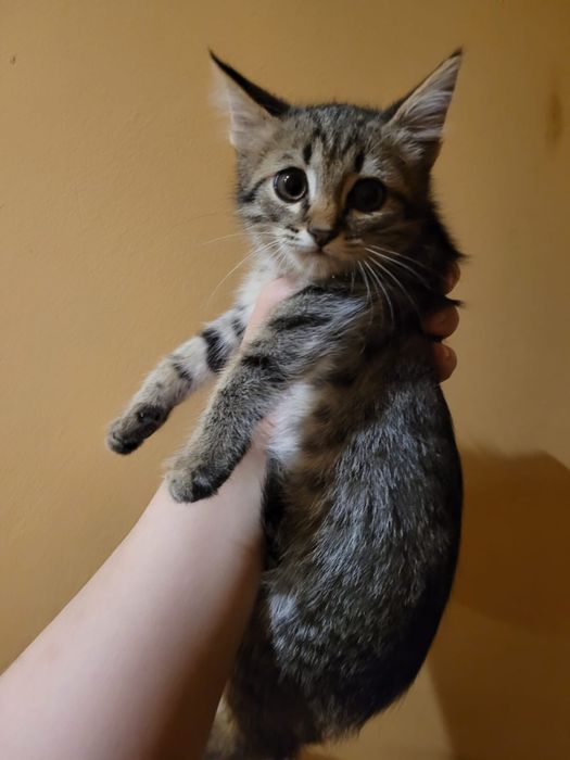 Кошка котенок в добрые руки