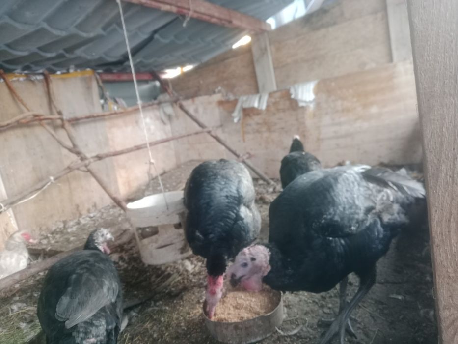 Индюки Гибрит 3 самки 1 самес