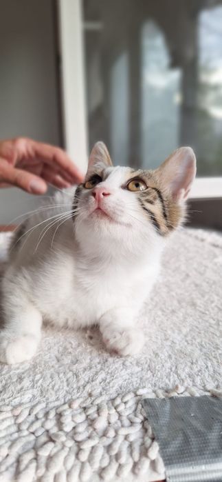 Pisicuta de adoptat, pui de pisica superba pentru adoptie, adoptie pisicuta