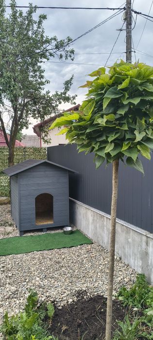 Ofer găzduire pentru 1,2 câini pe perioada determinată