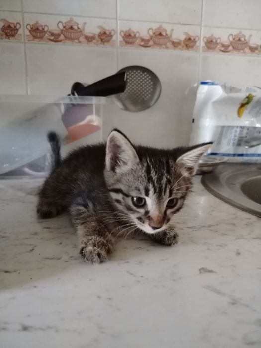 Котята. Mushukchalar