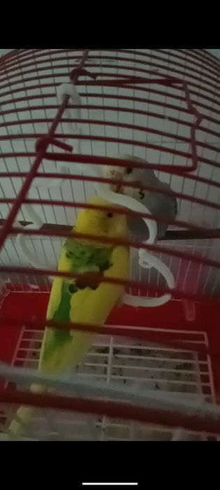 волнистые попугаи