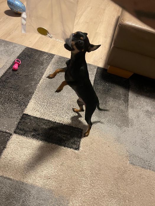 Продавам Женски Мини Пинчер на 7-месеца !