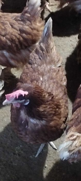 Gaini rasa ușoară de ouat