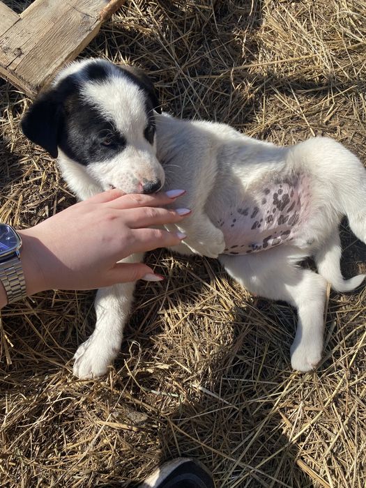 Отдам щенят в хорошие руки