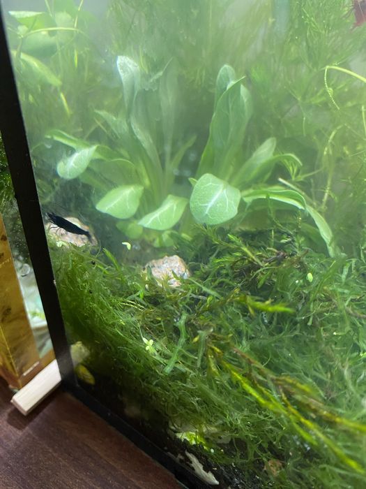 креветки черри,