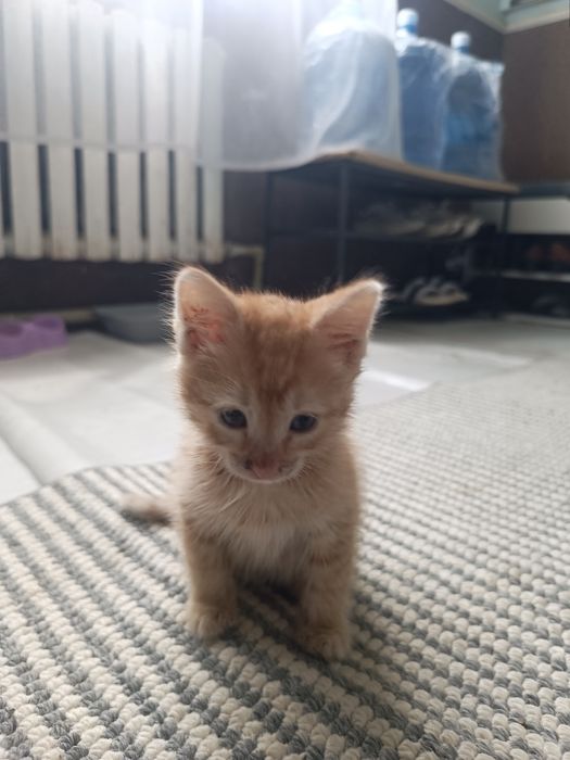 Отдам котенка мальчика добрые руки