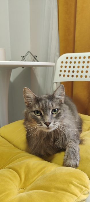 Кошечка в добрые руки