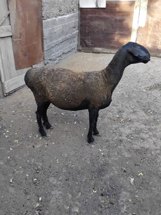 продам ярку молодая