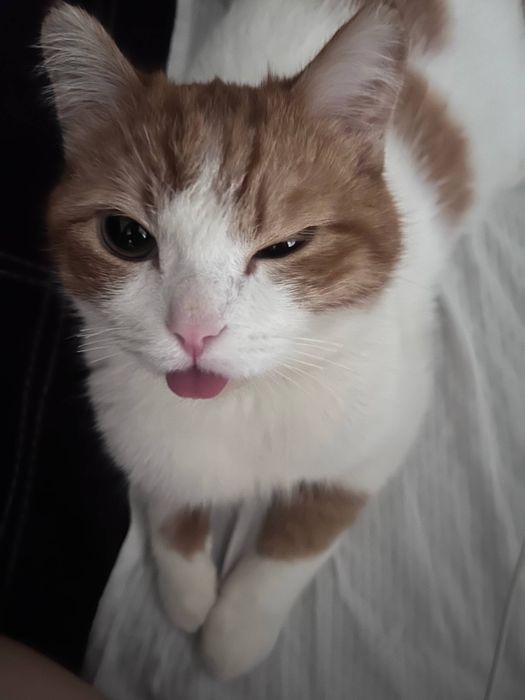 Отдадим кота в хорошие руки