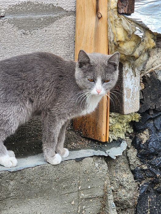 Отдам в хорошие руки.