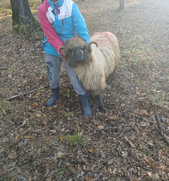 Vand berbec de vanzare are varsta de 1 an jumate