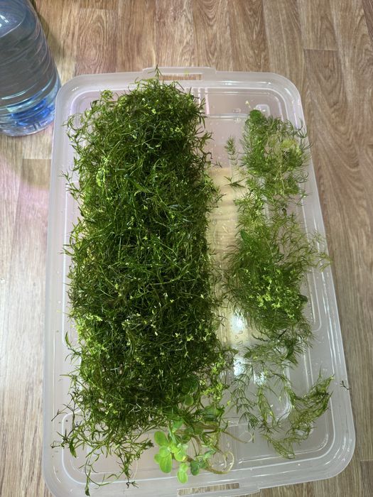 Наяс, роголистник прополка