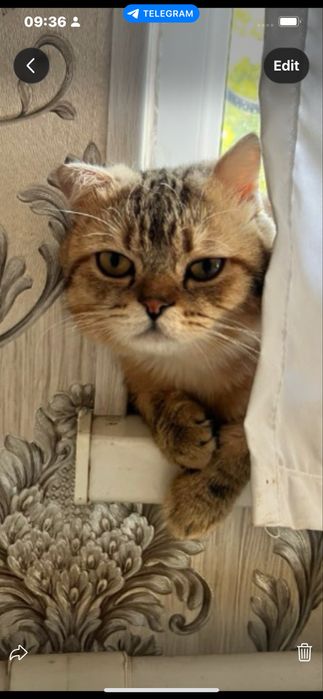 Beritanski o’gil bola mushuk vyazka uchun, hadyaga yoki sotuvga yoq