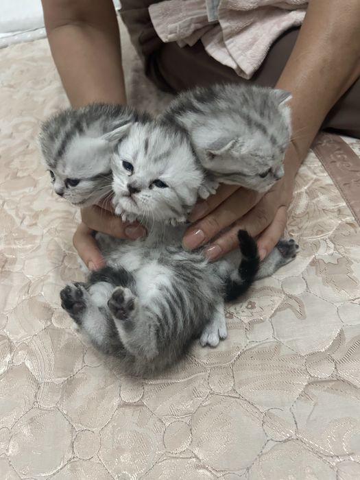 Вислоухих шотландские Котята