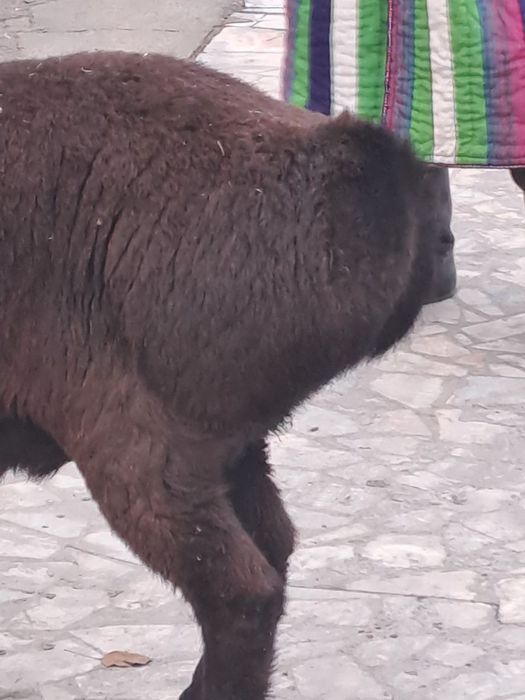 Кучкорлар сотилади