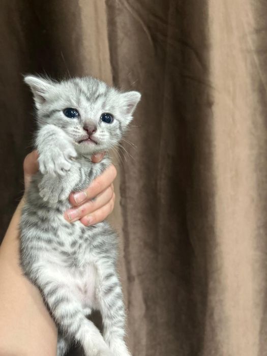 Отдам котят бесплатно