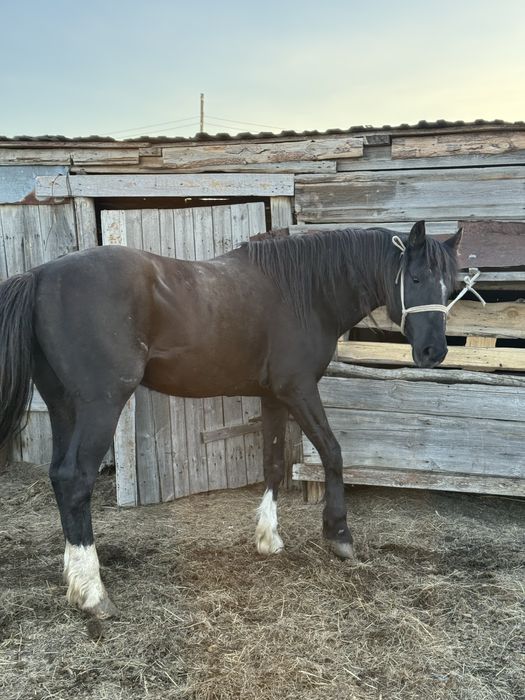Продам айгыр жеребец