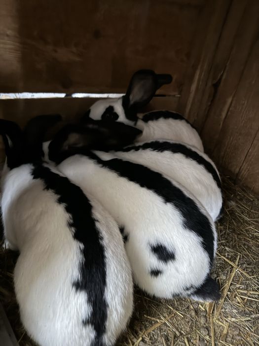 Vand iepuri . Rasa Fluture Gernam si Belgian Albastru