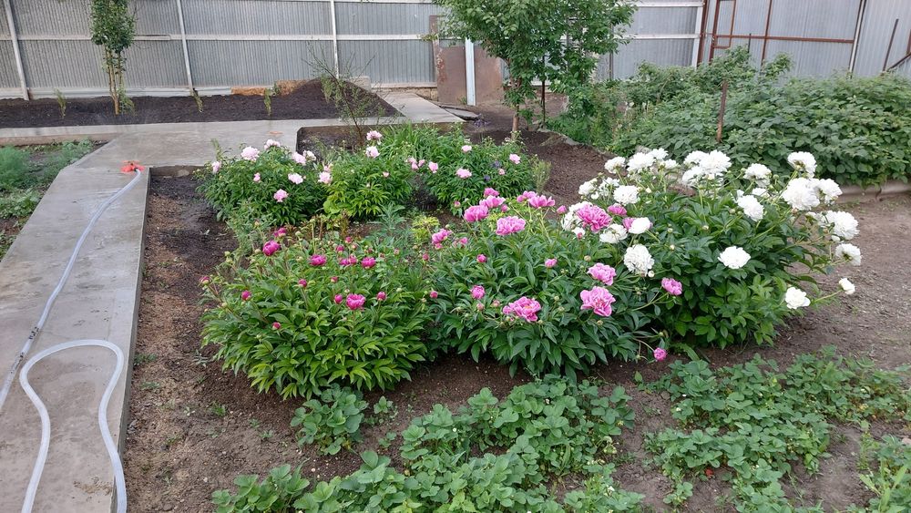 Продажа дома Вишненка 1 район Омеги