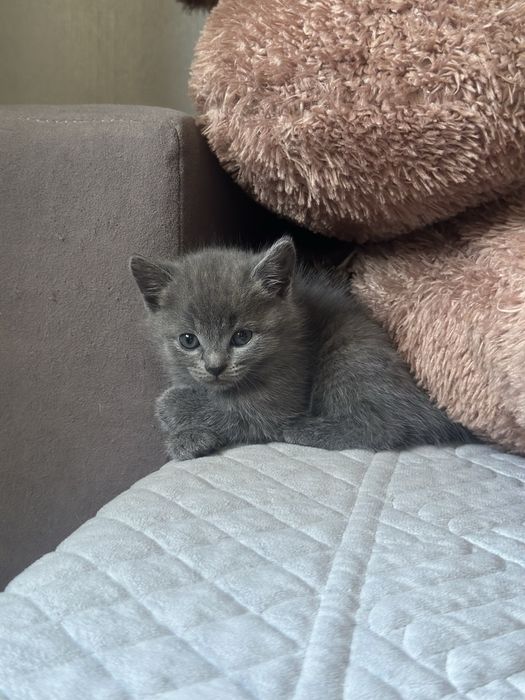 Котята шотландцы бесплатно