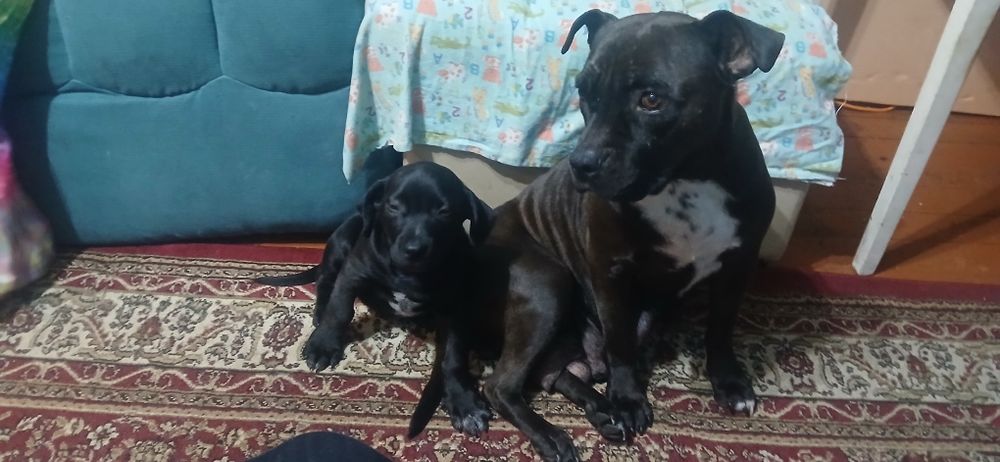 Щенок стаффорда мальчик