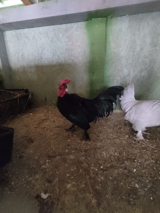 Cocoșel pitic golaș!