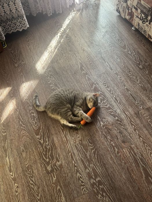 шотландская кошка